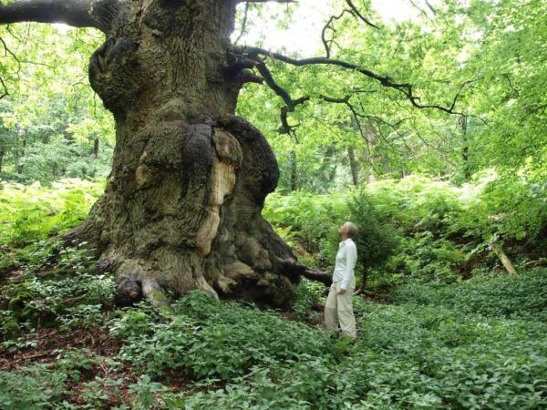 Veteran-tree-in-Deer-Park-at-Duncombe-Park