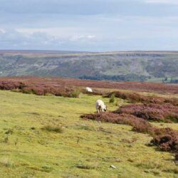 North York Moors - Sheep Grazing
