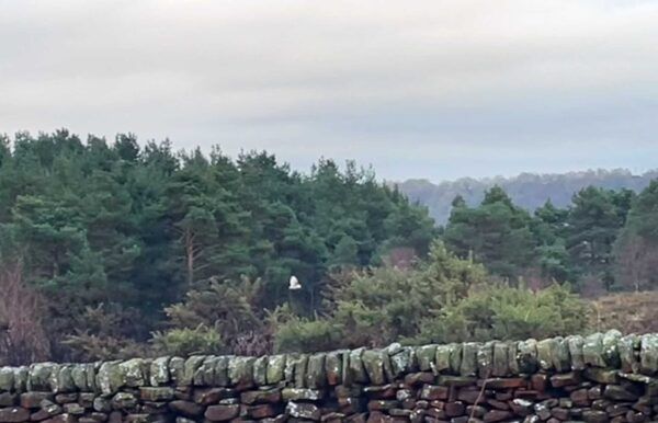 White Barn Owl - North York Moors