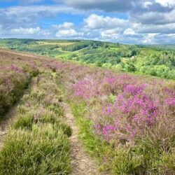 Colourful Heather on North York Moors